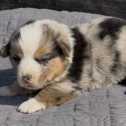 American Corgi and Pembroke Welsh Corgi Puppies from Wild West Corgis