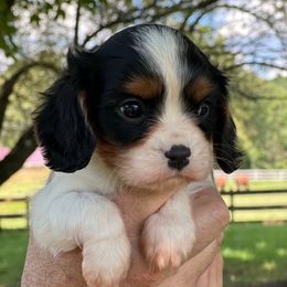2nd pick tri boy - Tri-color male Cavalier King Charles Spaniel puppy in Graysville, Tennessee from Country Goldens and Mountain Top Cavaliers