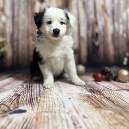 Miniature Australian Shepherd Puppies from Peace Creek Aussies