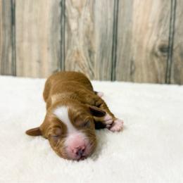 Gillian - Red female Cavapoo puppy in Wamego, Kansas from Doodles of Oz