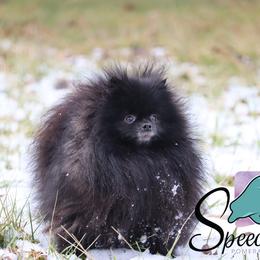 Luna - Pomeranian
