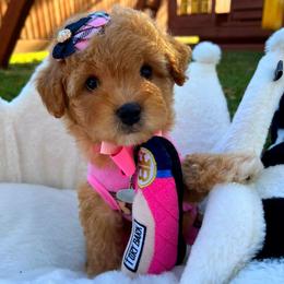 Daisy - Apricot female Maltipoo puppy in Sugar Land, Texas from Celebrity Maltipoos