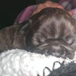 Onyx - Black and white male French Bulldog puppy in Monterey, Louisiana from McaysKennels