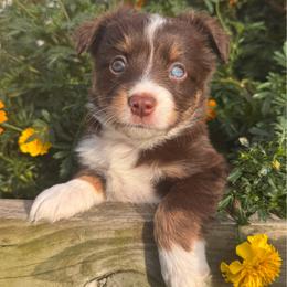 Chianti - Red tri female Miniature Australian Shepherd puppy in Massapequa, New York from All That Auss Mini Aussies