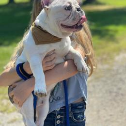 French Bulldog Puppies from Kismet French Bulldogs