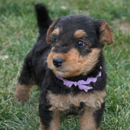 Airedale Terrier and Boxer Puppies from Roc Haven Airedales & Boxers