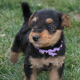 Airedale Terrier and Boxer Puppies from Roc Haven Airedales & Boxers