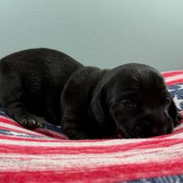 Midnight (CKC) - Black male Dachshund puppy in Live Oak, Florida from Johnson’s Weiner Farm