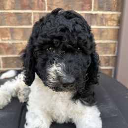 Spot - Parti male Goldendoodle puppy in Saginaw, Texas from Mariah's Goldendoodles