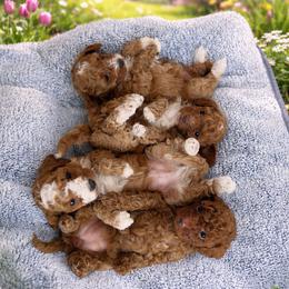 Ruso - Red  male Poodle puppy in Hernando Beach, Florida from Minipupps
