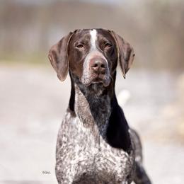 German Shorthaired Pointer All Grown Up from Halestorm Kennel