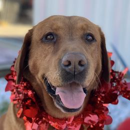 Tsula - Labrador Retriever