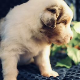 Australian Shepherd Puppies from Cloverdale Australian Shepherds