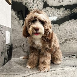 Mila - Australian Labradoodle