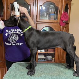 Great Dane Puppies from Hladik Great Danes