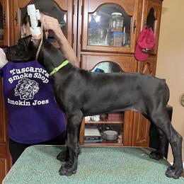 Great Dane Puppies from Hladik Great Danes