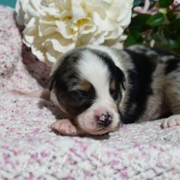 Billy - Blue merle male Australian Shepherd puppy in Placerville, California from BFF Aussies