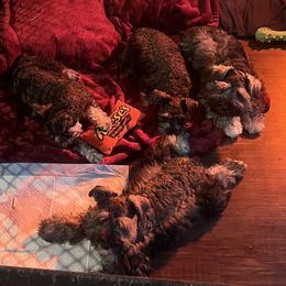 Miniature Schnauzer Puppies from Sugarbaby Kennel