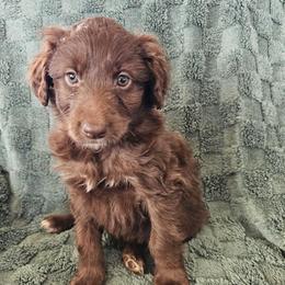 Coco - Red female Aussiedoodle puppy in Fredericktown, Ohio from Brisby Bordoodles