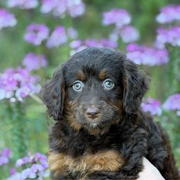 Clove (purple collar) - Red phantom female Aussiedoodle puppy in Mouth Of Wilson, Virginia from HoneyBunn Doodle Co.