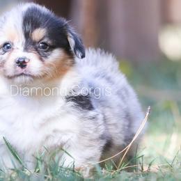 American Corgi, Cardigan Welsh Corgi, and Pembroke Welsh Corgi Puppies from Diamond Corgis