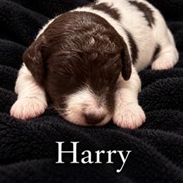 Harry - Sable male Poodle puppy in Washington, Pennsylvania from Patriotic Poodles