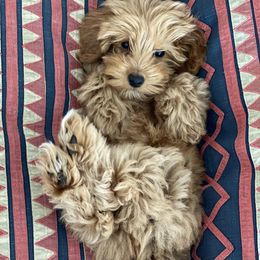 Goldendoodles and Labradoodles from Artisan Doodles