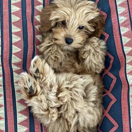 Goldendoodles and Labradoodles from Artisan Doodles