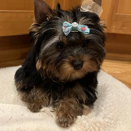 Yorkshire Terrier Puppies from Bohemian Beauty Yorkshire Terrier