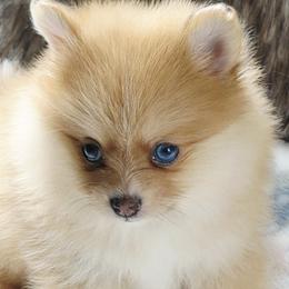 Pomeranian puppies from Nathalie's Pomeranians
