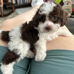 Archie - Brown male Poodle puppy in Mineral Wells, Texas from S.H.A.R.P.’s Toy Poodles