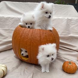 Pomeranian Puppies from Pomeranian Puppies