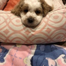 Cockapoo Puppies from Maple’s Cockapoo Puppies