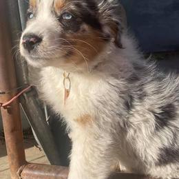 Australian Shepherds from 6J Aussies Australian Shepherds