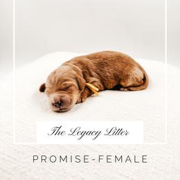 Promise - Apricot female Goldendoodle puppy in Hollister, Missouri from Wild Acres Goldendoodles