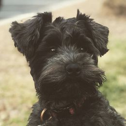 M - Miniature Schnauzer