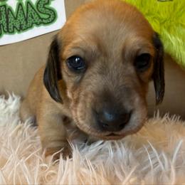 Puppy 1 - Cream male Dachshund puppy in Perryville, Maryland from Heavenly Heritage Dachshunds and Doods