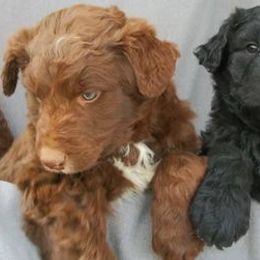 Aussiedoodles from Sun Rise Aussiedoodles