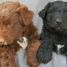 Aussiedoodles from Sun Rise Aussiedoodles