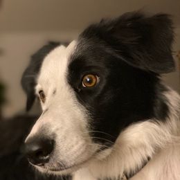 Border Collies from Jocelyn's Border Collies