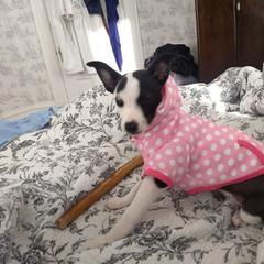 Cavalier King Charles Spaniel, Cocker Spaniel, and Xoloitzcuintli All Grown Up from Shasta Spots and Solids