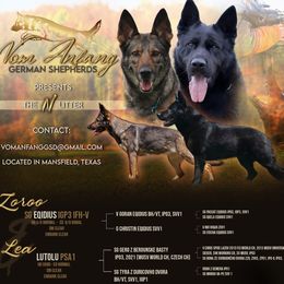 German Shepherd puppies from Vom Anfang German Shepherds