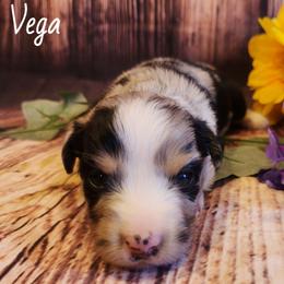 Vega - Blue merle male Miniature Australian Shepherd puppy in Macomb, Missouri from Faunus Farms and Aussies