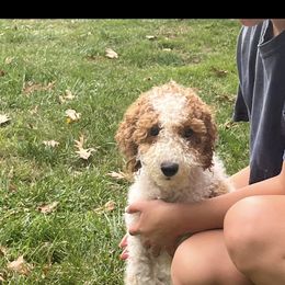 Charly - Cavapoo