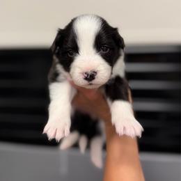 Mischief - Black and white female Border Collie puppy in Kalispell, Montana from North Fork Border Collies