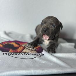 Boy 2 - Gray male Cane Corso puppy in Perris, California from P1 Family Canines