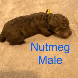Nutmeg - Brown male Poodle puppy in Piqua, Kansas from Legacy Farms Standard Poodles