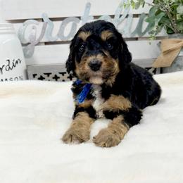 Peanut Blossom - Phantom male Bernedoodle puppy in Hegins, Pennsylvania from Bubbling Springs Doodles, LLC