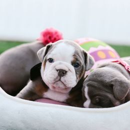 Bulldog and French Bulldog Puppies from Bully Life Farms