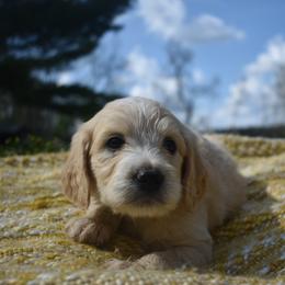 Aussiedoodle and Goldendoodle Puppies from Classic City Doodles